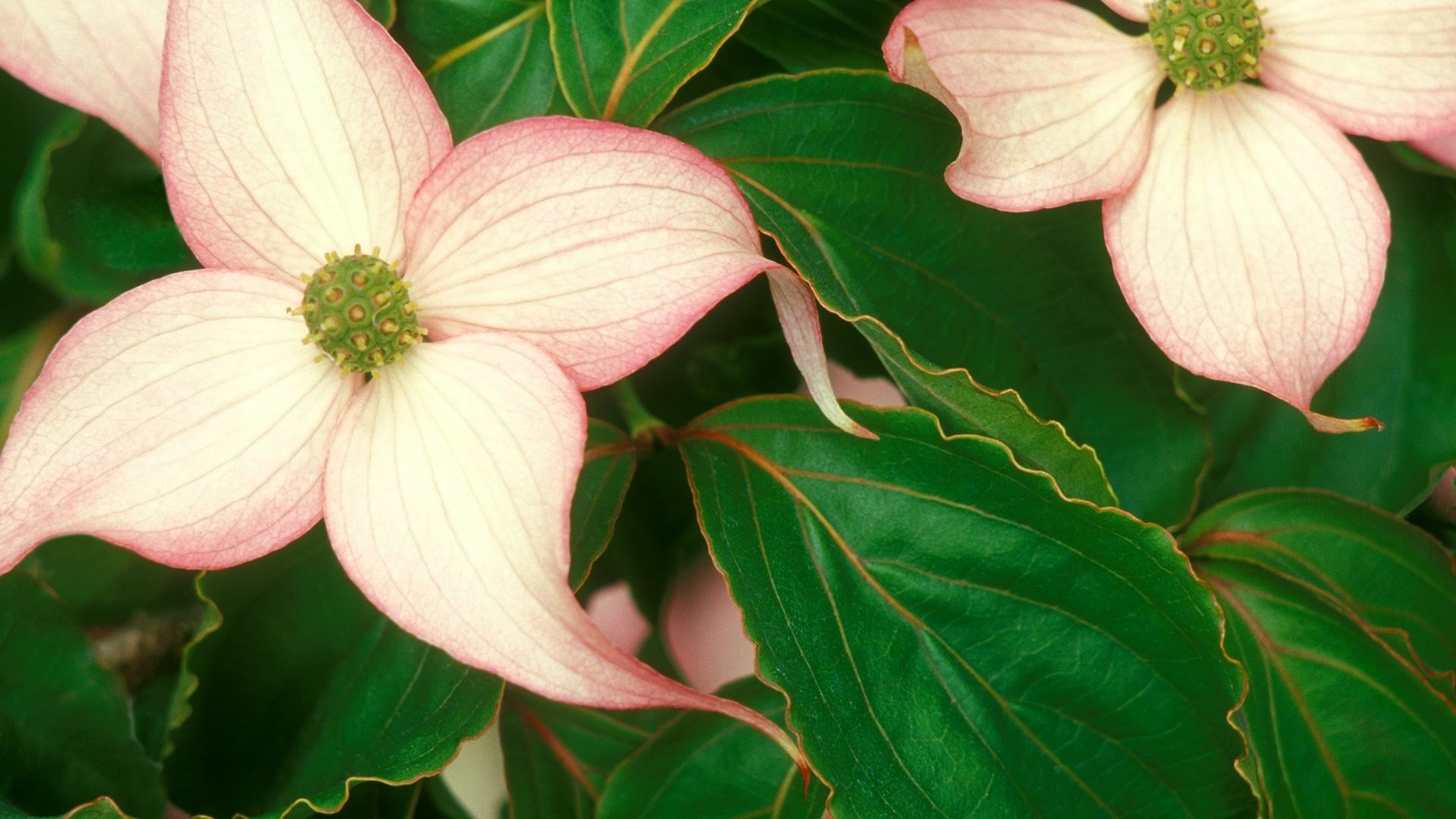 flowers, Blossoms, Dogwood Wallpaper