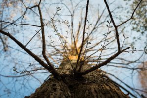 nature, Trees, Depth, Of, Field, Worms, Eye, View, Branches, Low angle, Shot