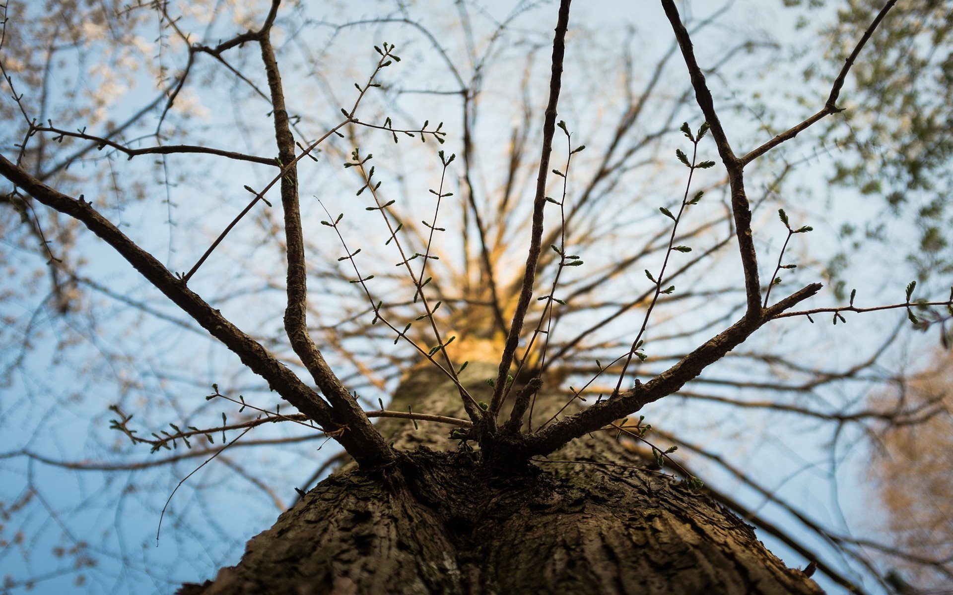 nature, Trees, Depth, Of, Field, Worms, Eye, View, Branches, Low angle, Shot Wallpaper