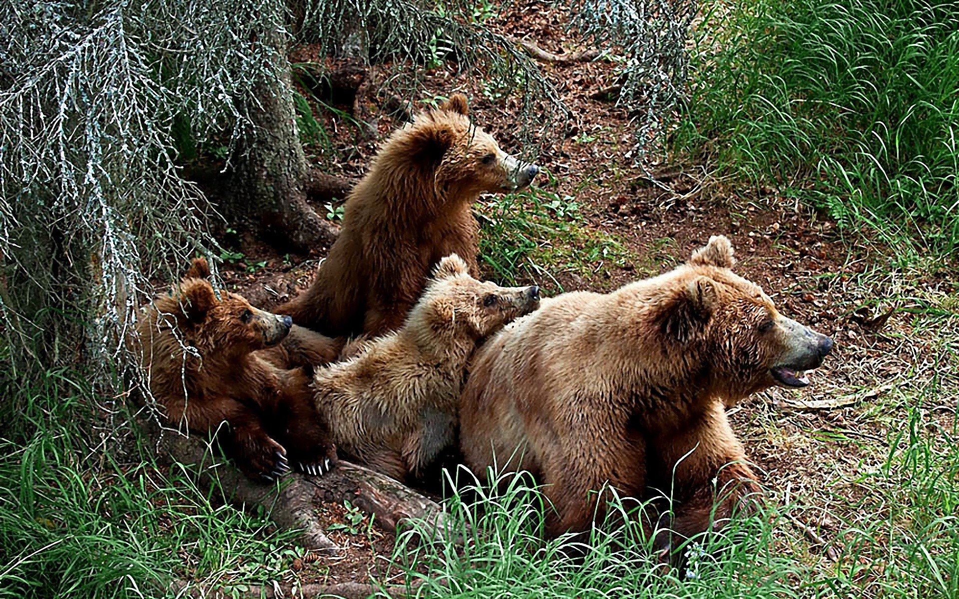animals Wallpaper