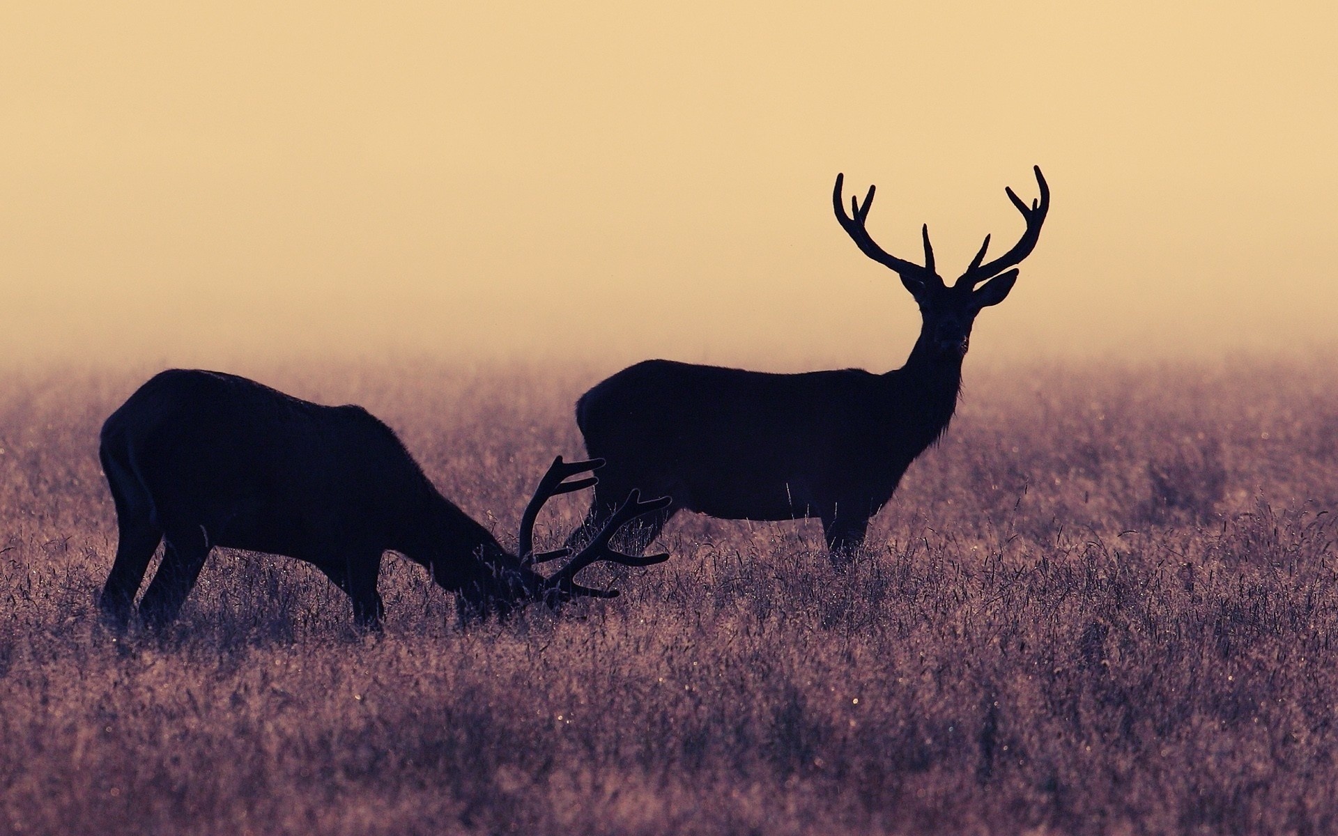 deer Wallpaper