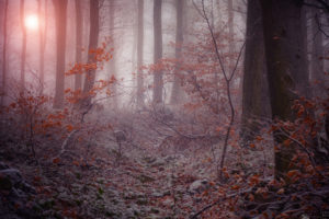nature, Landscapes, Trees, Forest, Autumn, Fall, Seasons, Morning, Frost, Fog, Mist, Sunlight, Dew