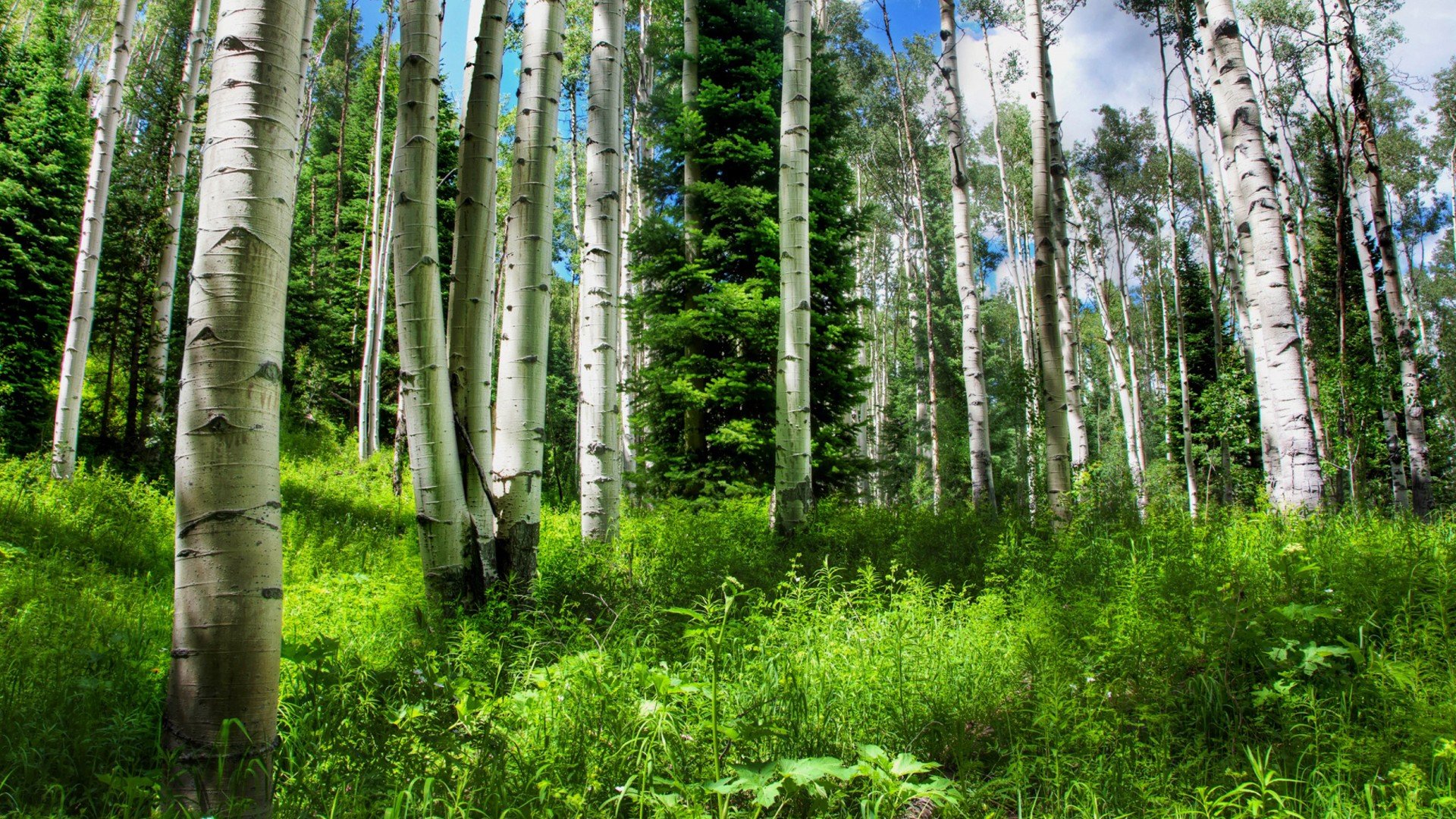 nature, Mountain, Forest, Landscape, Ultrahd, 4k, Wallpaper Wallpaper