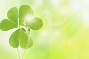 nature, Leaves, Clover