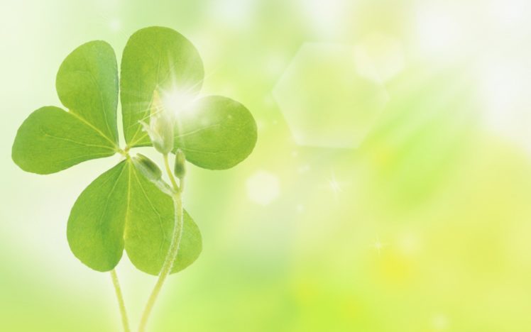 nature leaves clover wallpapers hd desktop and mobile backgrounds nature leaves clover wallpapers hd