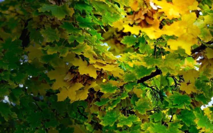 nature, Leaf, Trees, Leaves, Plants HD Wallpaper Desktop Background