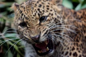 animals, Wildlife, Feline, Teeth, Jaguars
