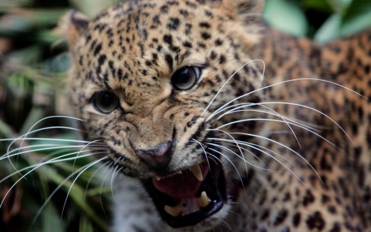 animals, Wildlife, Feline, Teeth, Jaguars HD Wallpaper Desktop Background