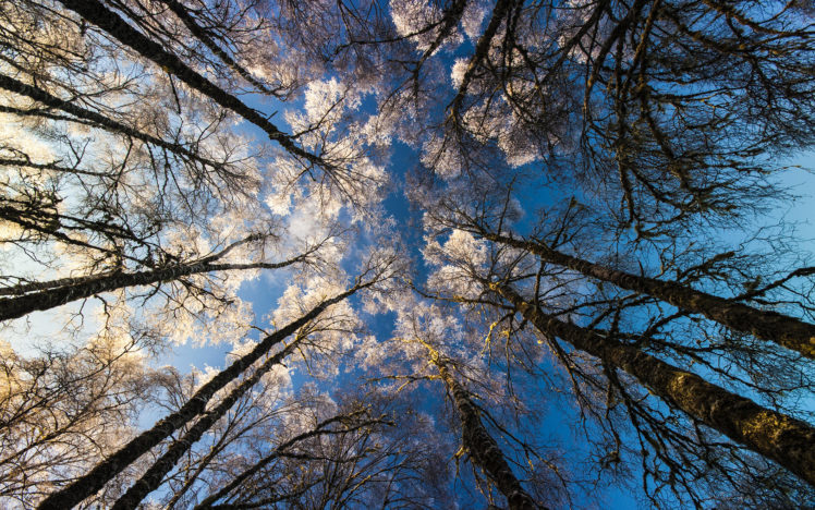 nature, Trees, Forest, Winter, Seasons, Frost HD Wallpaper Desktop Background