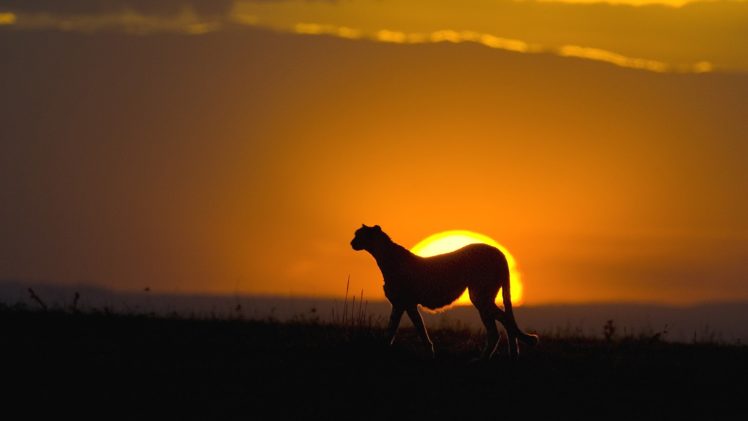 sunset, Silhouettes, Cheetahs, Wild, Cats HD Wallpaper Desktop Background
