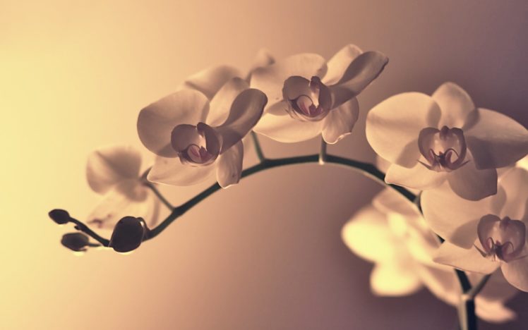 flowers, Macro, Orchids HD Wallpaper Desktop Background