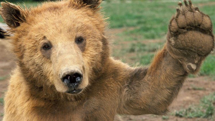 animals, Wildlife, High, Five, Bears, Mammals HD Wallpaper Desktop Background