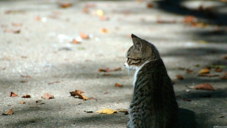 cats, Leaves, Roads HD Wallpaper Desktop Background