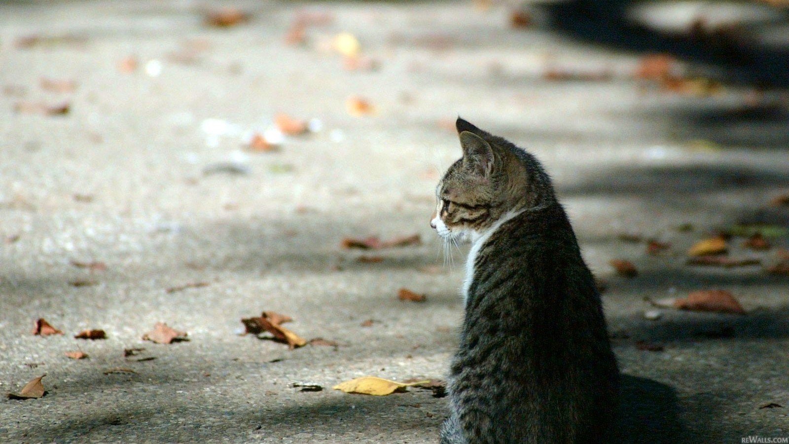cats, Leaves, Roads Wallpaper