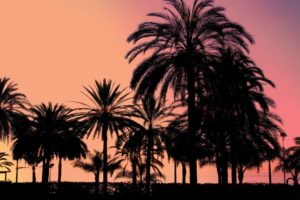 sunset, Landscapes, Trees, Palm, Trees, Sillhouette