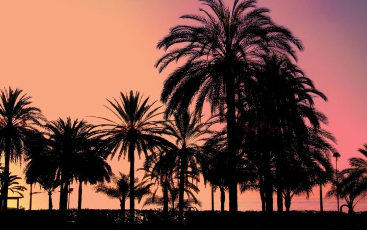 sunset, Landscapes, Trees, Palm, Trees, Sillhouette HD Wallpaper Desktop Background