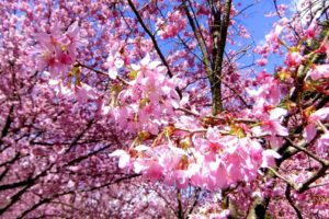 nature, Cherry, Blossoms, Flowers, Spring, Branches, Pink, Flowers