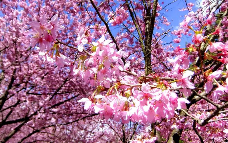 nature, Cherry, Blossoms, Flowers, Spring, Branches, Pink, Flowers HD Wallpaper Desktop Background