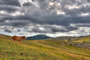 landscapes, Nature, Fields, Horses