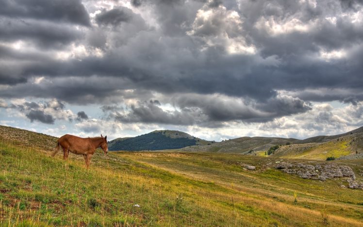landscapes, Nature, Fields, Horses HD Wallpaper Desktop Background