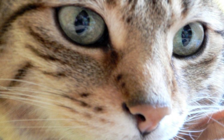 close up, Cats, Animals HD Wallpaper Desktop Background