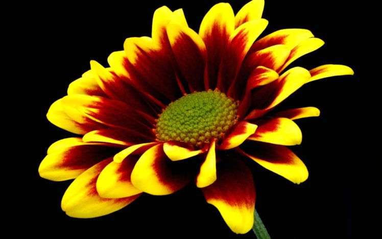 flowers, Marigold, Vibrant HD Wallpaper Desktop Background