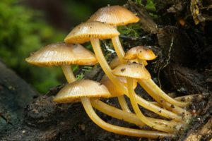 nature, Mushrooms, Plants, Fungi