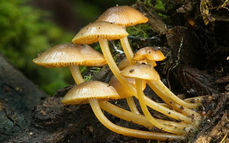 nature, Mushrooms, Plants, Fungi HD Wallpaper Desktop Background