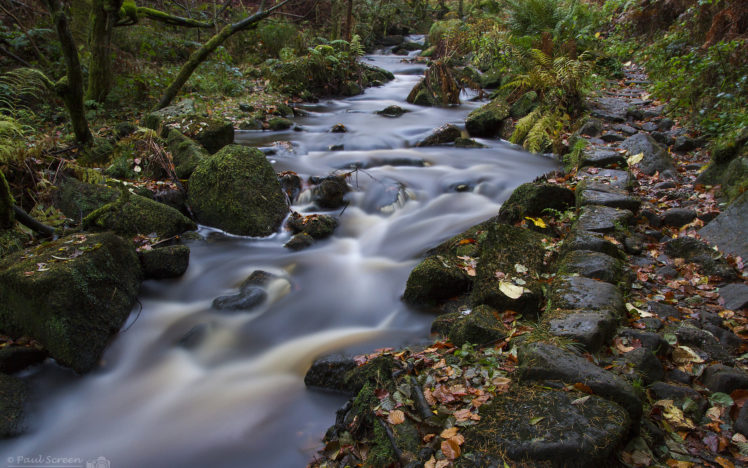 nature, Landscapes, Rivers, Trees, Forest, Timelapse HD Wallpaper Desktop Background