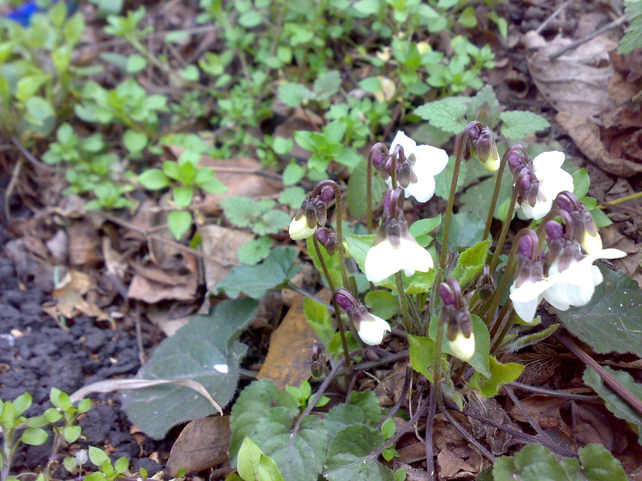 nature, Flowers, White, Flowers, Violets, White, Violets Wallpaper