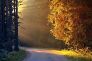 landscapes, Nature, Trees, Autumn, Forests, Roads, Land