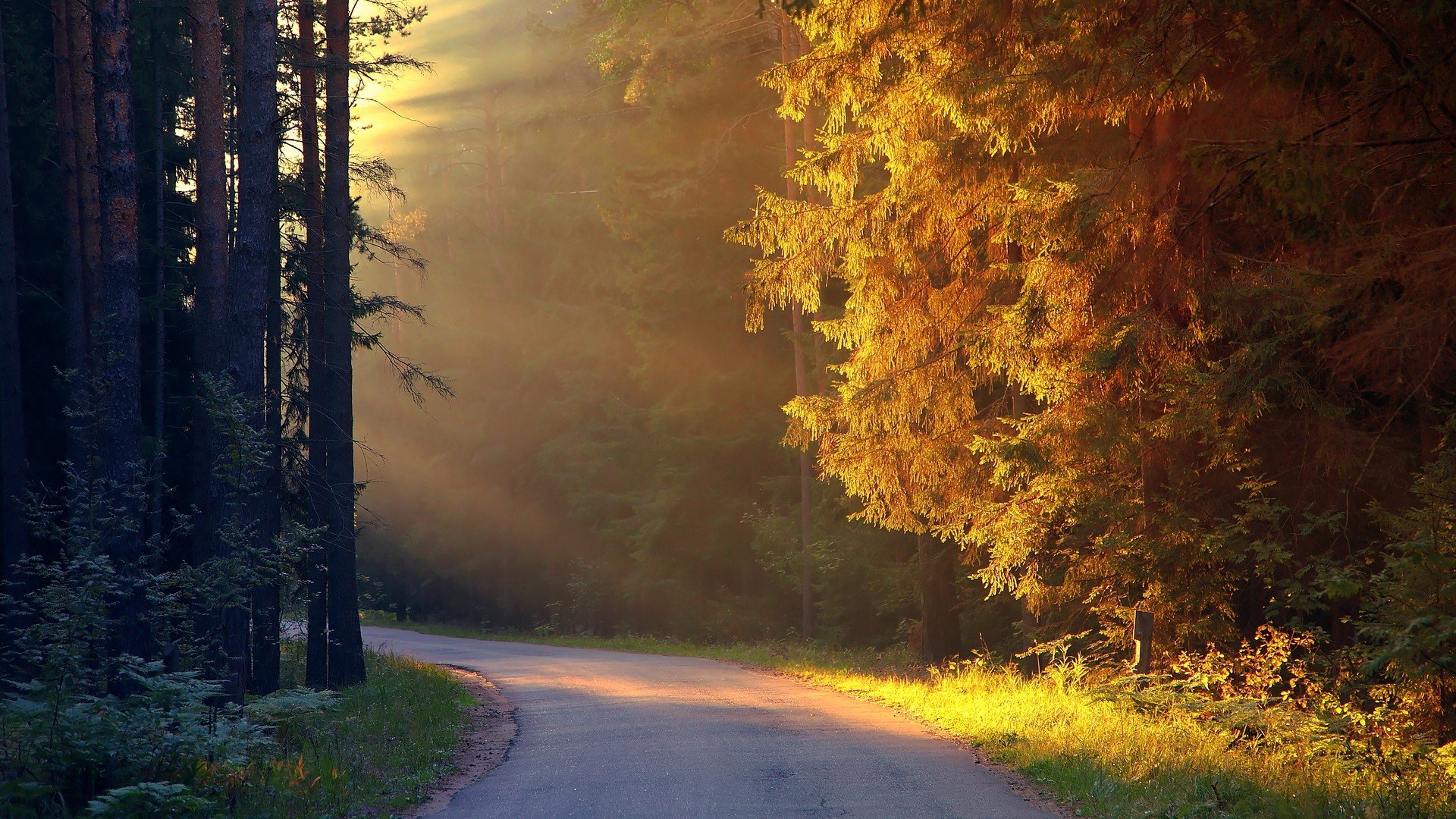 landscapes, Nature, Trees, Autumn, Forests, Roads, Land Wallpaper