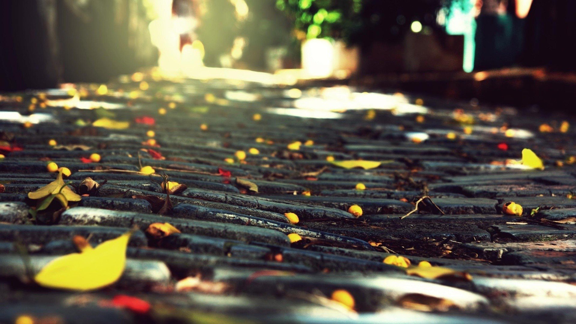 nature, Trees, Leaves, Roads, Fallen, Leaves Wallpaper