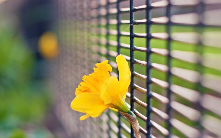 flowers, Fences, Bokeh, Depth, Of, Field, Daffodils, Yellow, Flowers HD Wallpaper Desktop Background