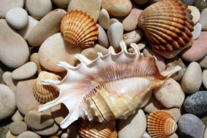 stones, Seashells