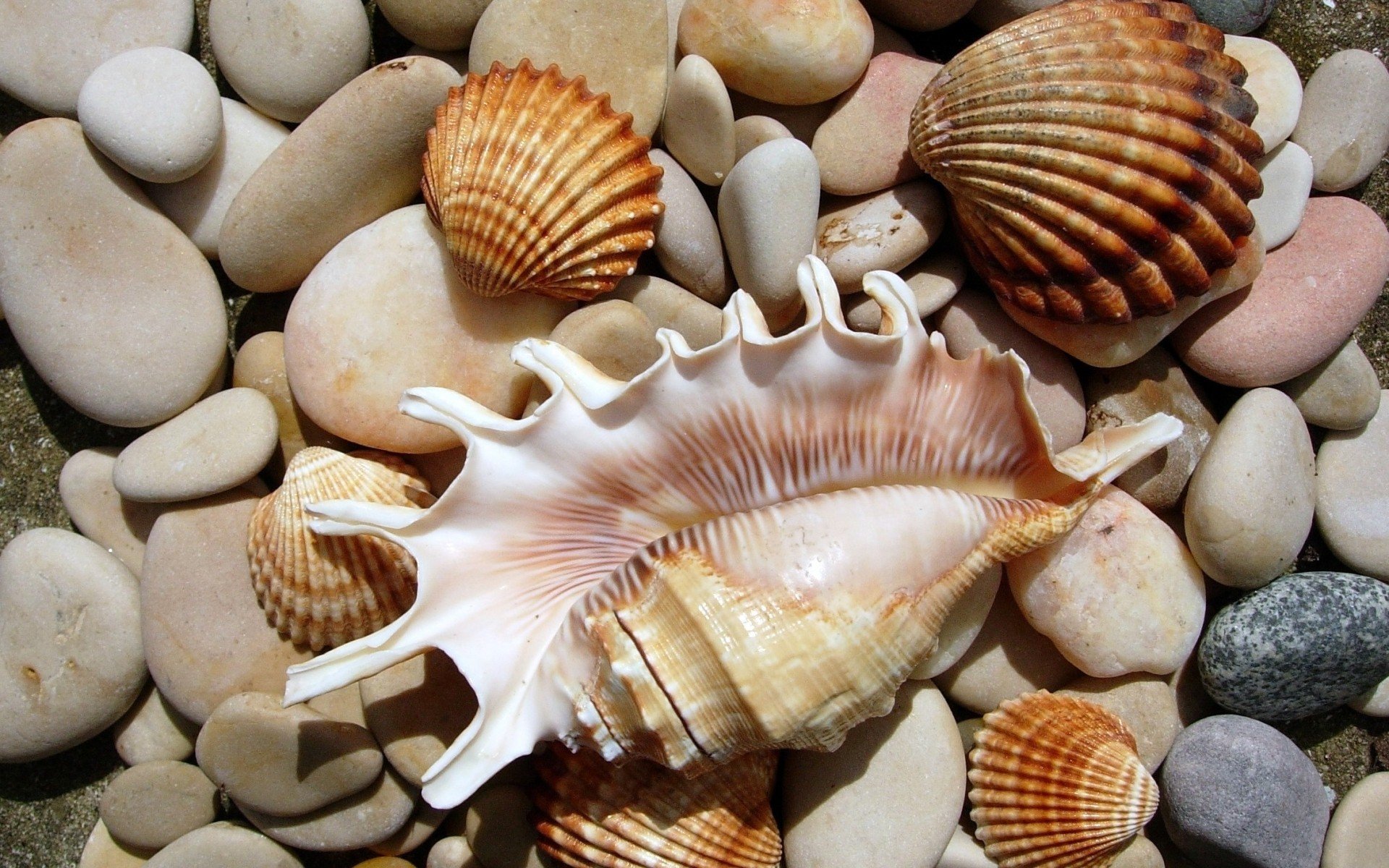 stones, Seashells Wallpaper