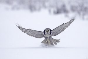 snow, Birds, Owls, Hunting
