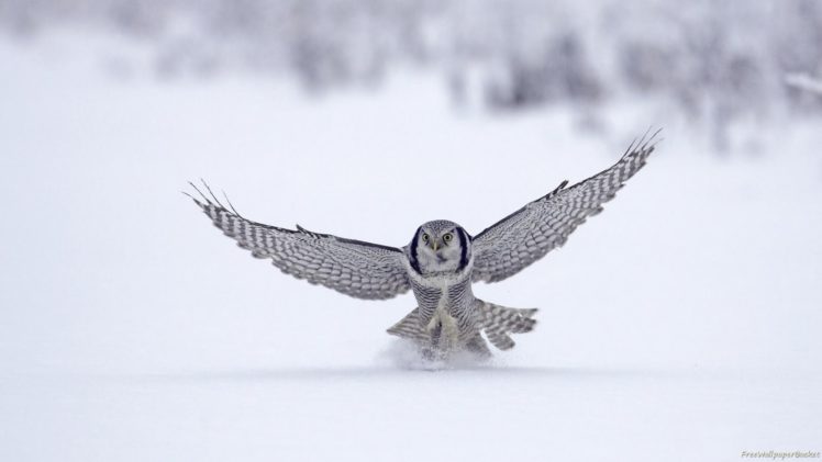 snow, Birds, Owls, Hunting HD Wallpaper Desktop Background