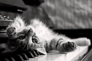 piano, Cats, Grayscale, Kittens