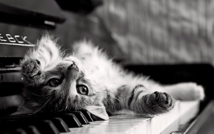 piano, Cats, Grayscale, Kittens HD Wallpaper Desktop Background