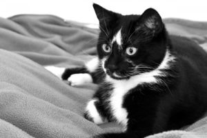cats, Animals, Grayscale, Kittens