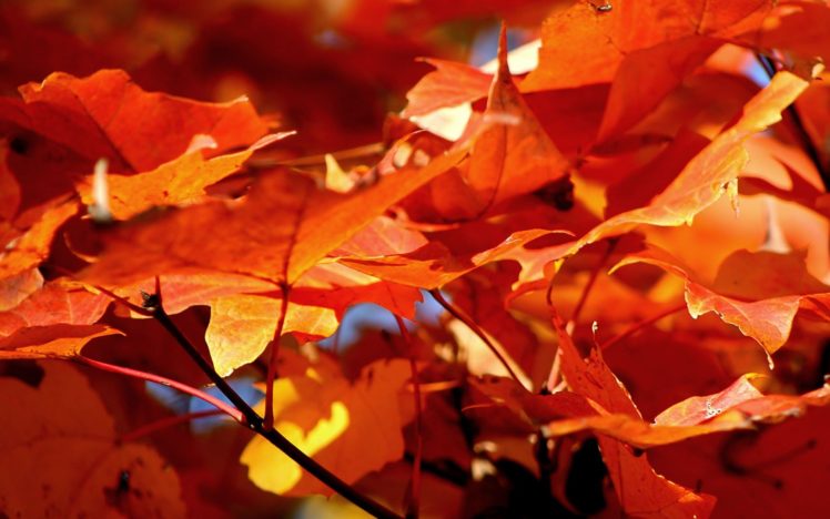 autumn, Leaves HD Wallpaper Desktop Background