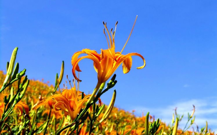 nature, Flowers, Orange, Flowers HD Wallpaper Desktop Background