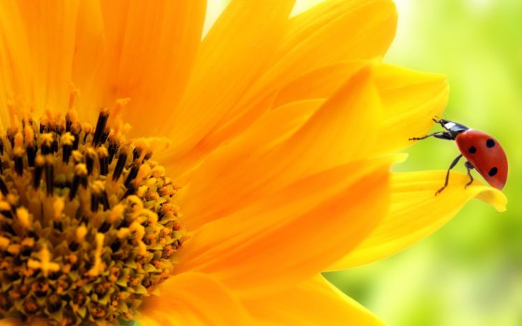 sunflowers, Ladybirds HD Wallpaper Desktop Background