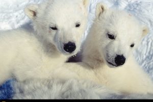 national, Geographic, Cubs, Polar, Bears