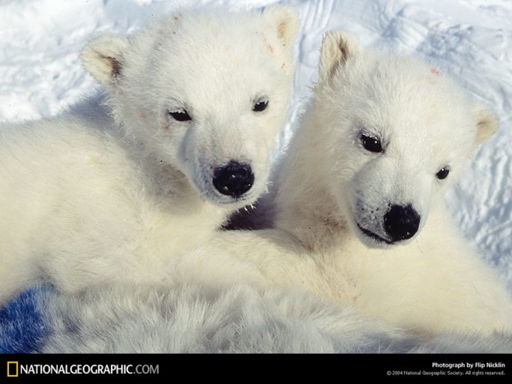 national, Geographic, Cubs, Polar, Bears HD Wallpaper Desktop Background