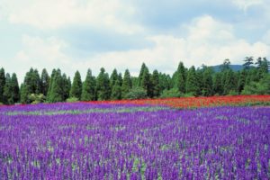 japan, Trees, Flowers, Lavender, Purple, Flowers