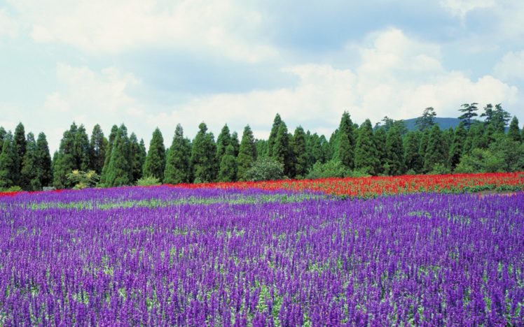 japan, Trees, Flowers, Lavender, Purple, Flowers HD Wallpaper Desktop Background
