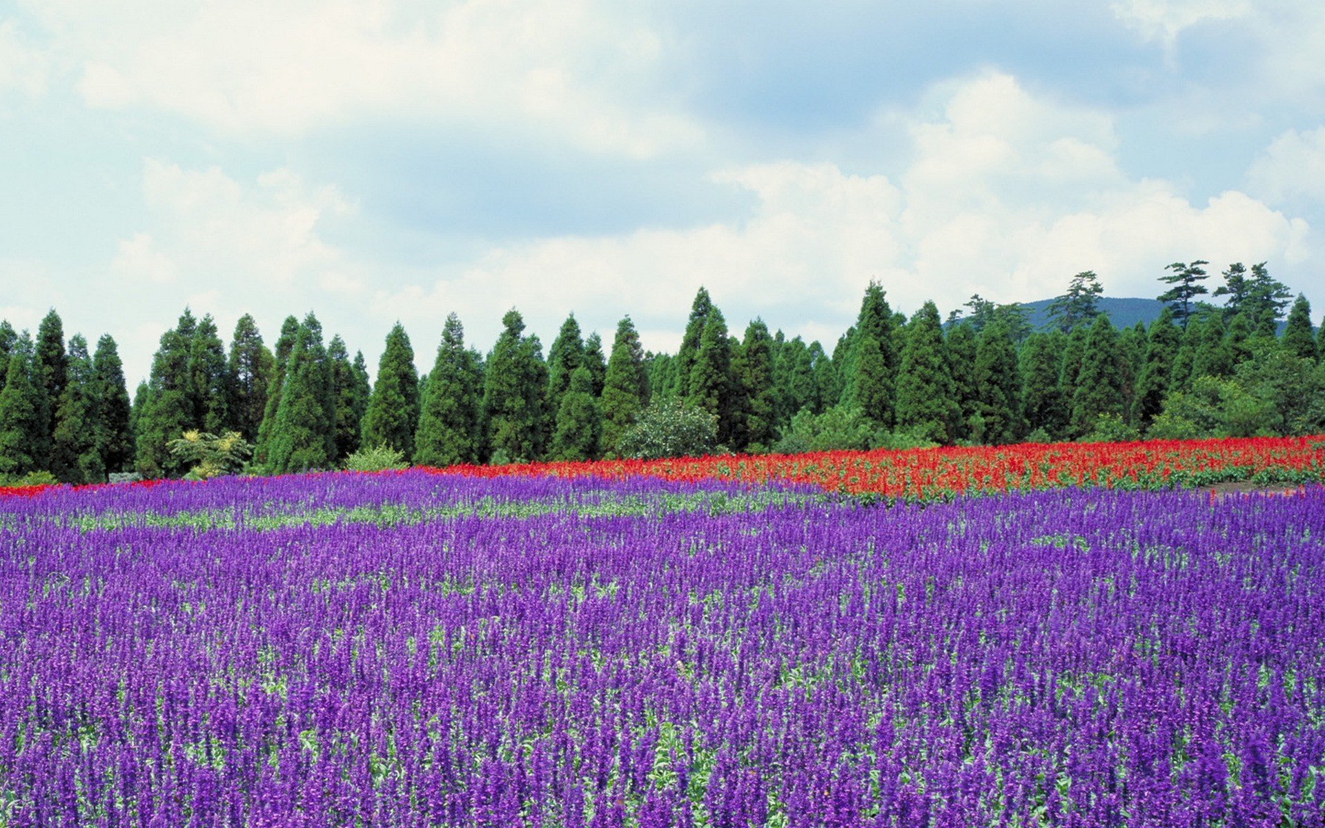 japan, Trees, Flowers, Lavender, Purple, Flowers Wallpaper