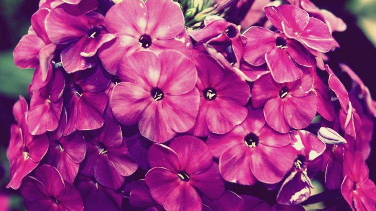 flowers, Vintage HD Wallpaper Desktop Background